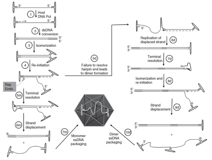 Adeno-associated-virus-AAV-replication-cycle-and-the-formation-of-self-complementary-double-stranded-scAAV-genomes