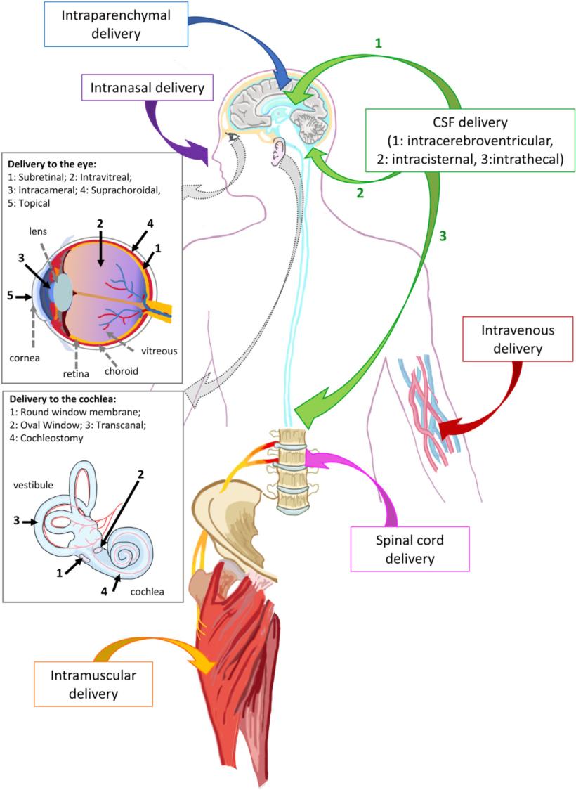 Fig-2-Pathways-of-AAV-Delivery-to-the-Nervous-System-in-Vivo