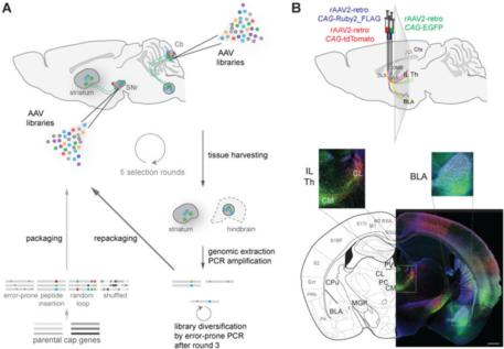 Figure-1-Directed-Evolution-of-rAAV2-retro