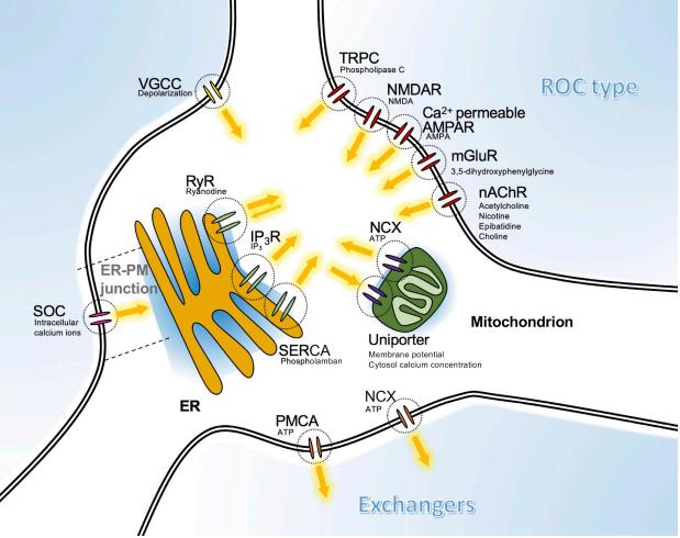 Figure-2-Neuronal-Calcium-Imaging