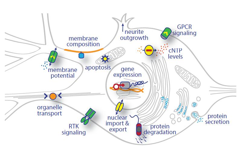 Figure-3-Subcellular-Targets-of-Optogenetics