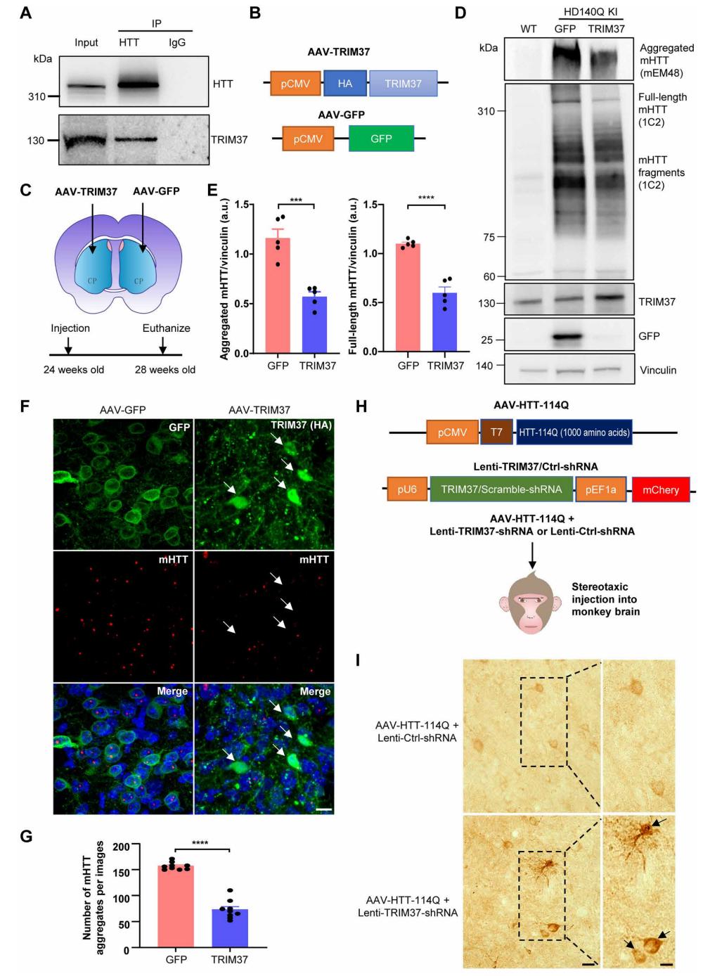 TRIM37-regulates-mHTT-aggregation-in-vivo
