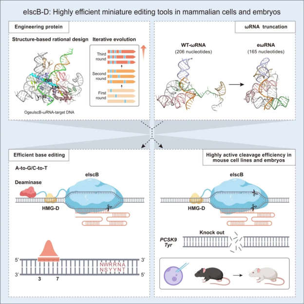 Highly-efficient-miniature-editing-tools-in-mammalian-cells-and-embryos