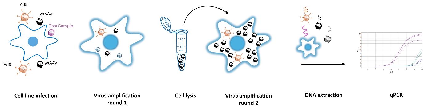 Process-and-sample-results-of-qPCR-based-rcAAV-analysis