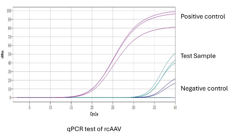 Process-and-sample-results-of-qPCR-based-rcAAV-analysis2