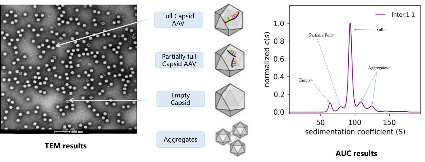 Sample-results-of-AAV-empty-capsid-rate-analysis-by-AUC