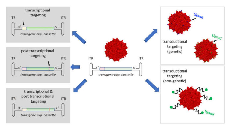 AAV-Vectors-in-Cancer-Therapy