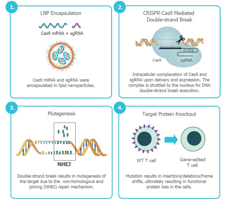 Gene-editing-with-lipid-nanoparticles-in-human-primary-T-cells