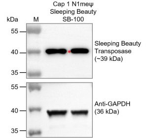 cap1