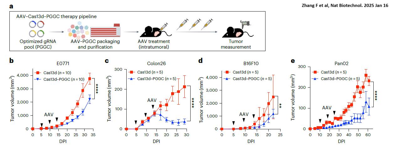 Figure-1.-A-four-gene-combination-immunotherapy-AAV–Cas13d–PGGC-demonstrates-broad-antitumor-activity-across-diverse-syngeneic-cancer-models.