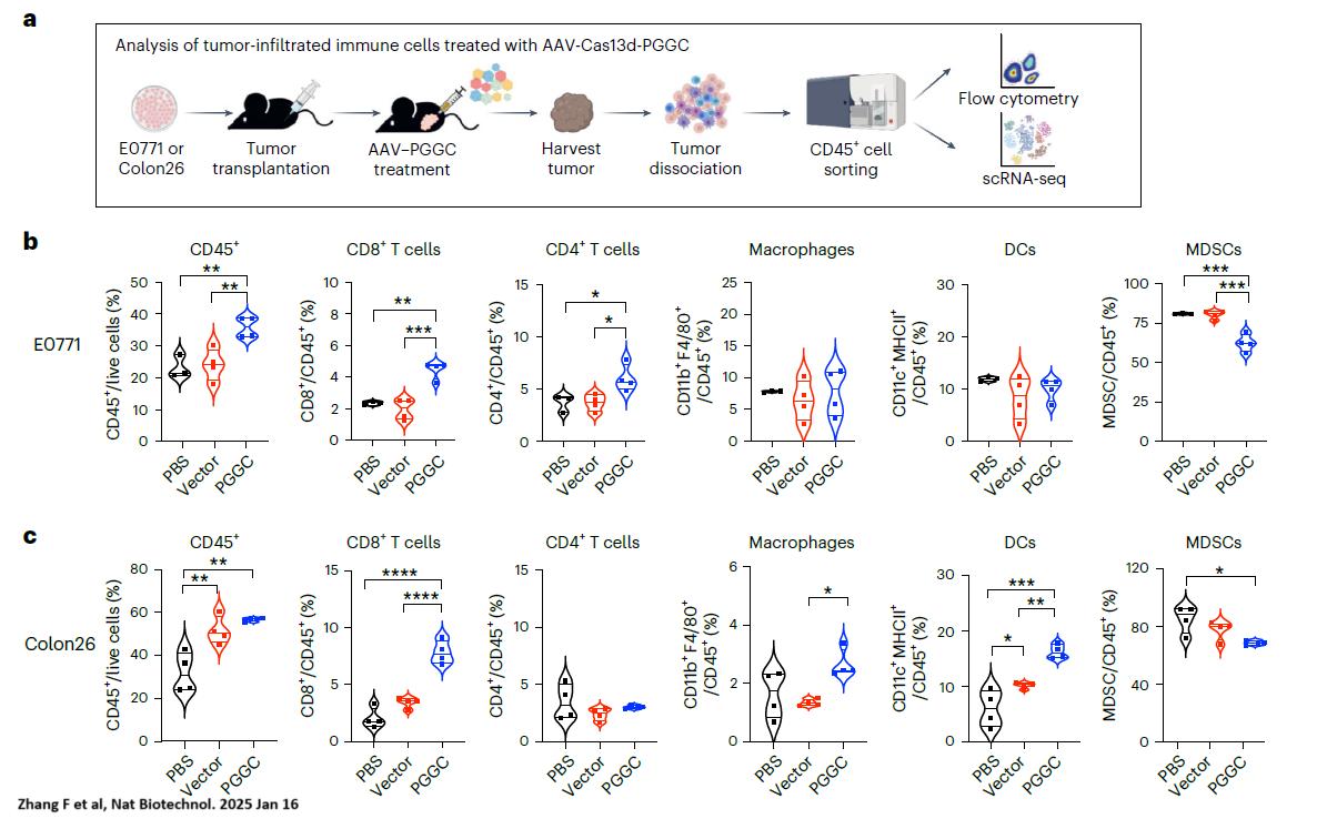 Figure-2.-AAV–Cas13d–PGGC-treatment-remodels-the-immunosuppressive-TME.