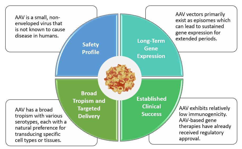 Advantages-of-AAV-for-Delivering-Gene-Therapy