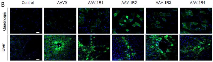 Fluorescence-images-showing-quadricep