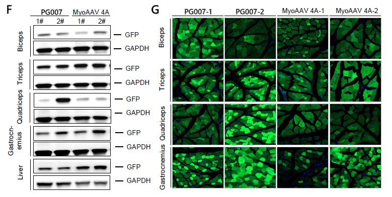 fig-6F-G
