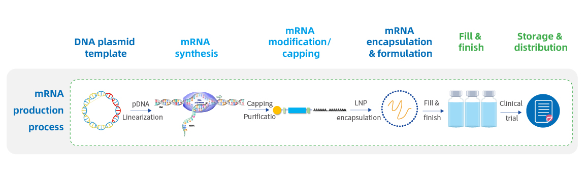 GMP-mRNA-production-process