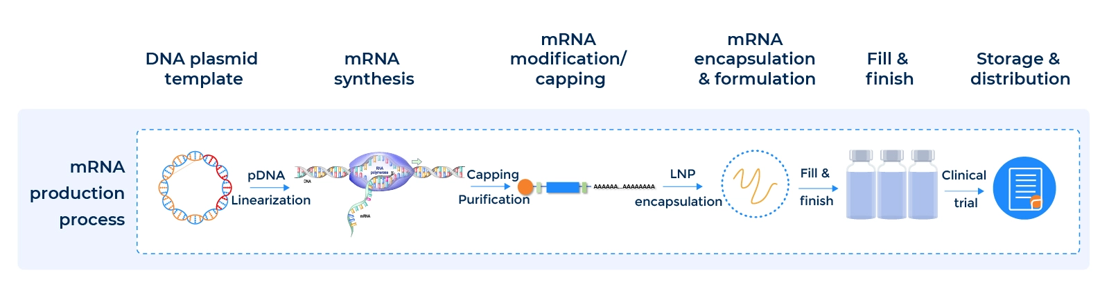 CDMO-mRNA