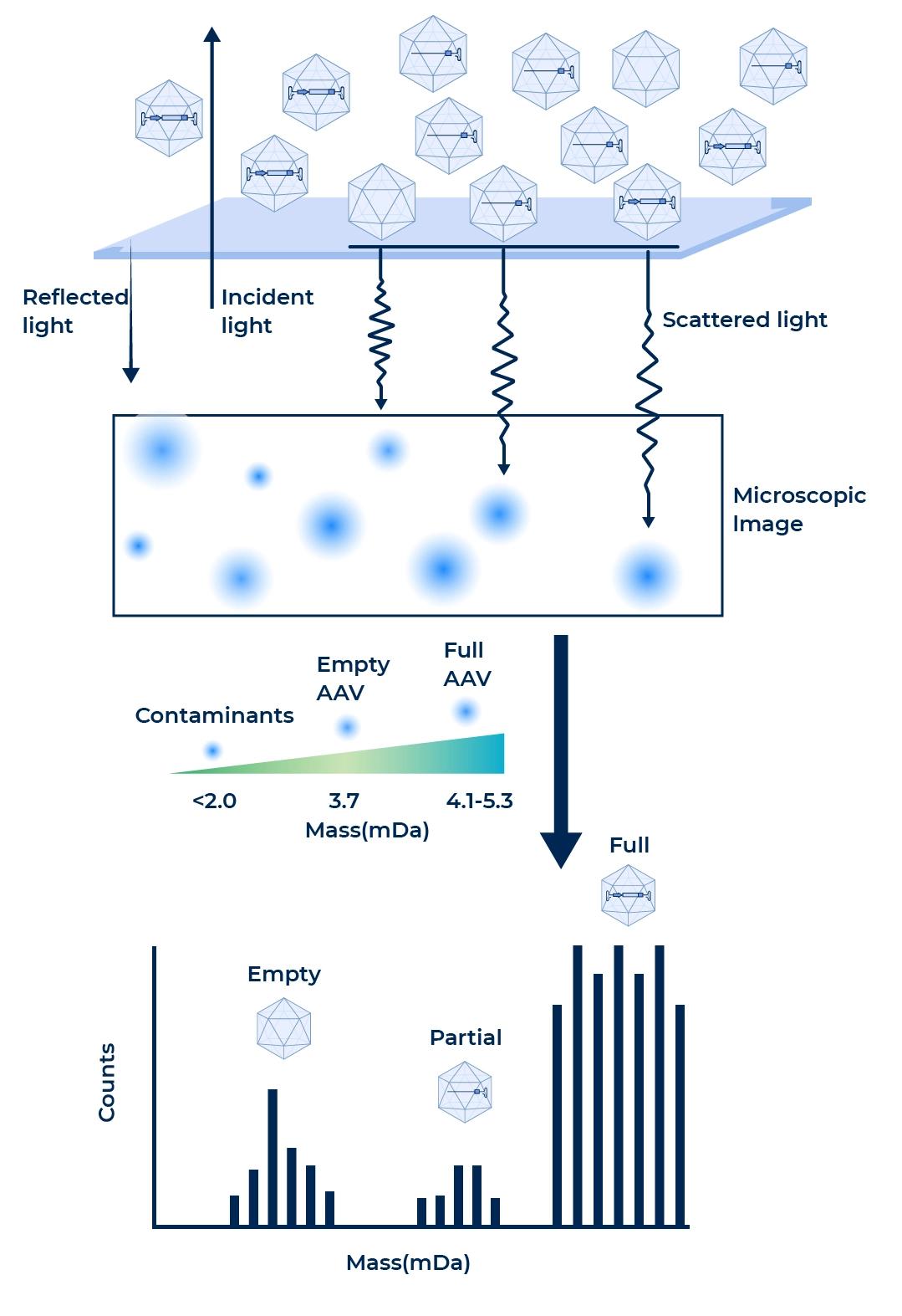 PackGene Mass Photometry