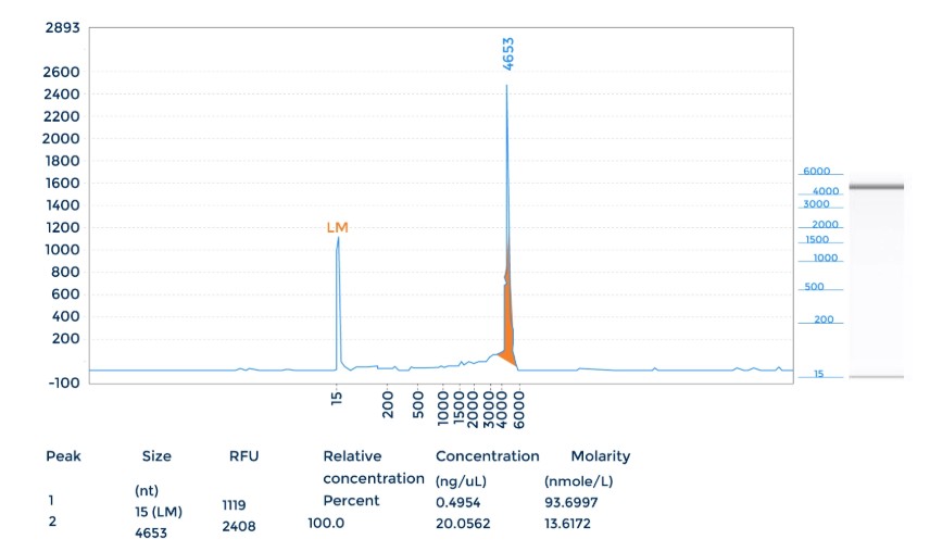 AAV Genome Integrity by CE