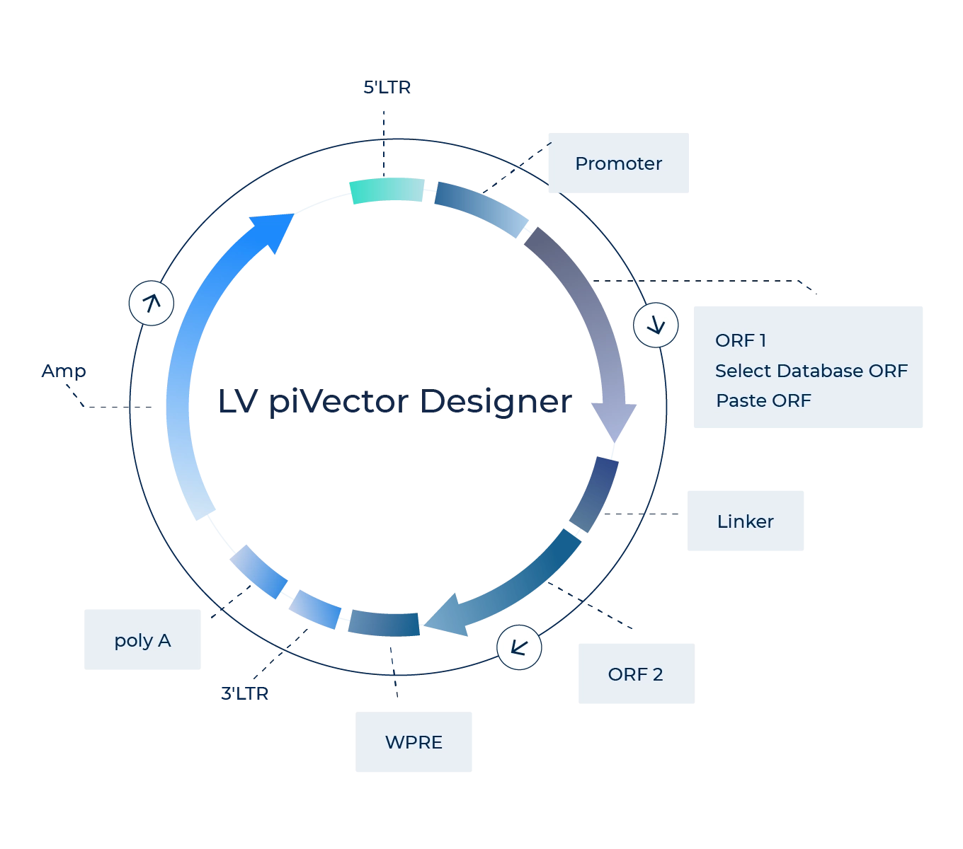 Lentivirus Plasmid Design and Construction