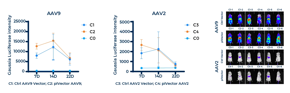 Both piVector AAV9 and AAV2 bearing Gluc expression can be detected at Day 7, peak at Day 14, and maintain expression until Day 22