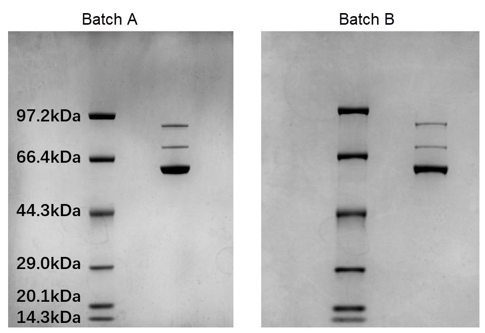 Capsid Identity & Purity by SDS-PAGE