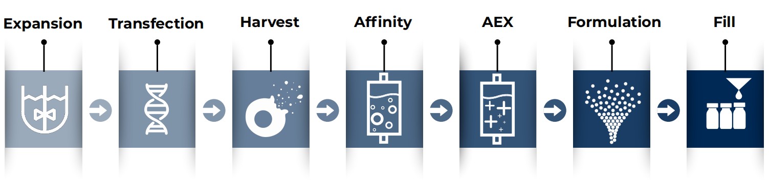 GMP-like AAV Manufacturing Workflow for NHP Studies