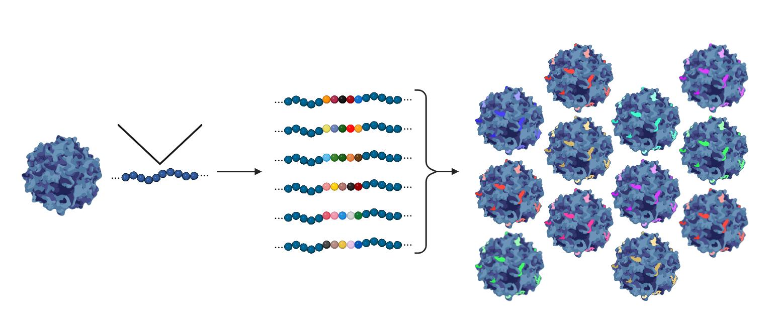 Random Peptide Library