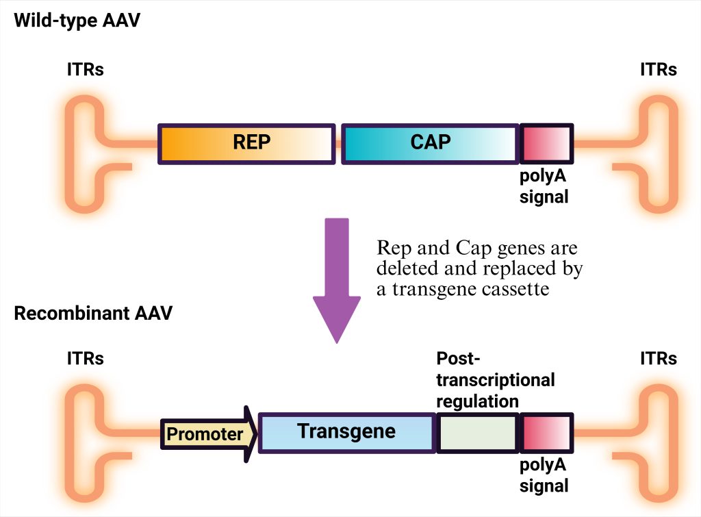 Understanding the Basics of AAV Packaging | PackGene Biotech